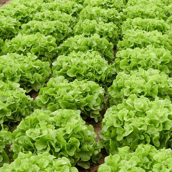 Eichblatt grün Salat, D. - Stück